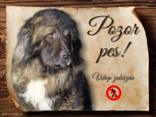 Cedulka Kavkazský pastevecký pes - Pozor pes zákaz