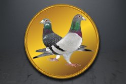 Emblém poštovní holub GL238
