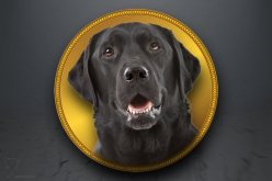 Emblém "Labrador retrívr" GL351