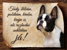 Cedulka Bostonský teriér - Tady štekám, pobíhám...
