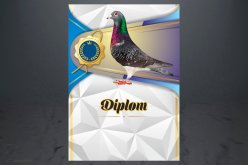 Diplom poštovní holub D164