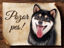 Cedulka Shiba-Inu II - Pozor pes