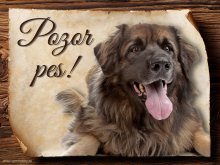 Cedulka Leonberger II - Pozor pes