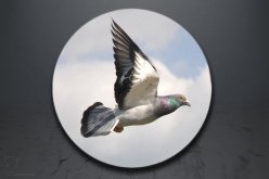 Emblém poštovní holub GL239