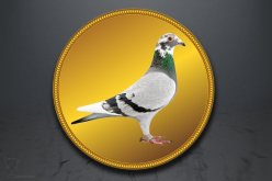 Emblém poštovní holub GL232