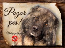 Cedulka Kavkazský pastevecký pes - Pozor pes zákaz