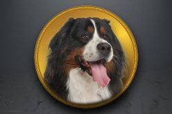 Emblém "Bernský salašnický pes" GL311