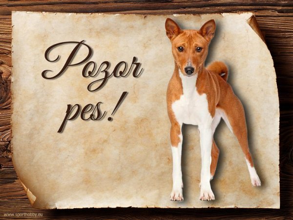 Cedulka Basenji - Pozor pes