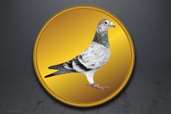 Emblém poštovní holub GL234