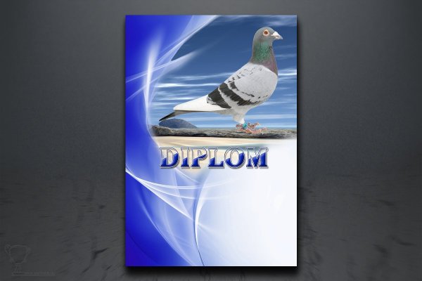 Diplom poštovní holub