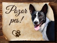 Cedulka Basenji - Pozor pes