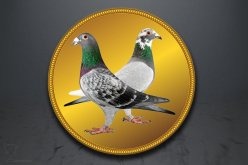 Emblém poštovní holub GL236