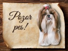 Cedulka Shih-tzu - Pozor pes