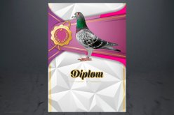 Diplom poštovní holub D160