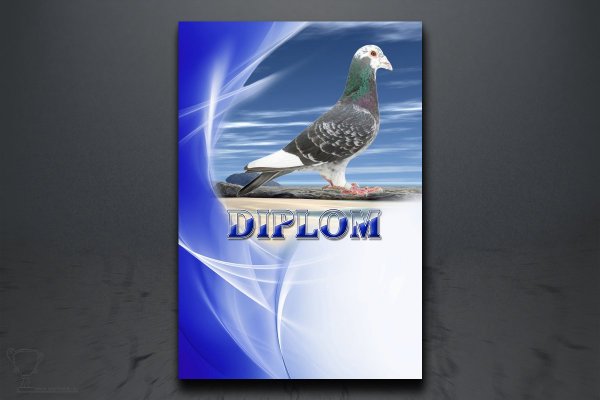 Diplom poštovní holub