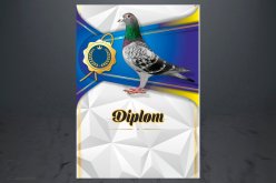 Diplom poštovní holub D165