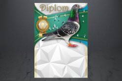 Diplom poštovní holub D152