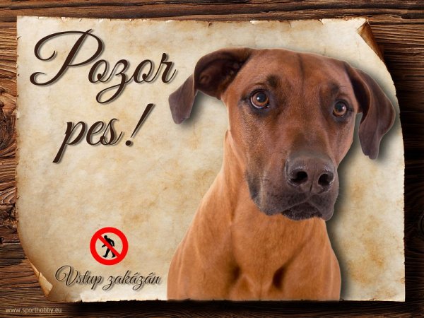 Cedulka Rhodéský ridgeback - Pozor pes zákaz