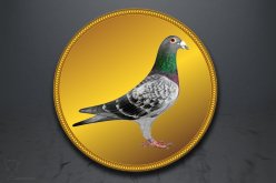 Emblém poštovní holub GL233