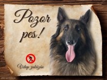 Cedulka Belgický ovčák I - Pozor pes zákaz