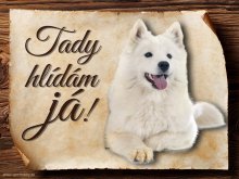 Cedulka Samojed - Tady hlídám já!