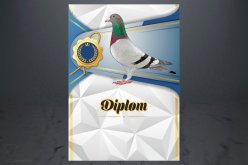 Diplom poštovní holub D163