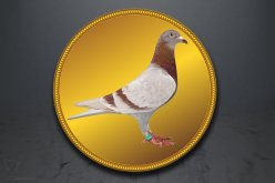 Emblém poštovní holub GL231