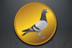 Emblém poštovní holub GL226