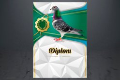 Diplom poštovní holub D166