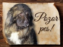 Cedulka Kavkazský pastevecký pes - Pozor pes