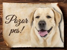 Cedulka Labrador retrívr - Pozor pes