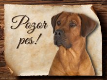 Cedulka Rhodéský ridgeback II - Pozor pes