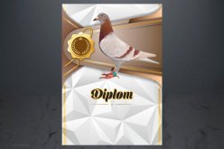 Diplom poštovní holub D168