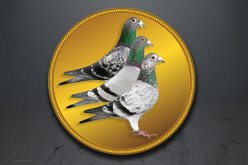 Emblém poštovní holub GL235