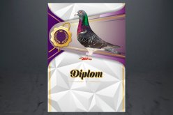 Diplom poštovní holub D161