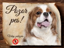 Cedulka Kavalír King Charles španěl - Pozor pes zákaz