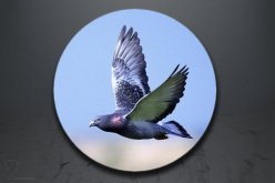 Emblém poštovní holub GL240