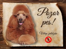 Cedulka Pudl II - Pozor pes zákaz