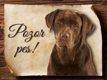 Cedulka Labrador retrívr - Pozor pes