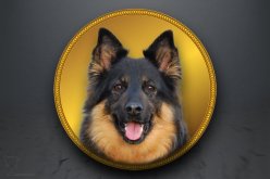 Emblém "Chodský pes" GL318