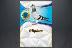 Diplom poštovní holub D162