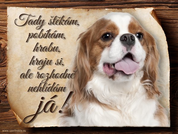 Cedulka Kavalír King Charles španěl - Tady štěkám ...