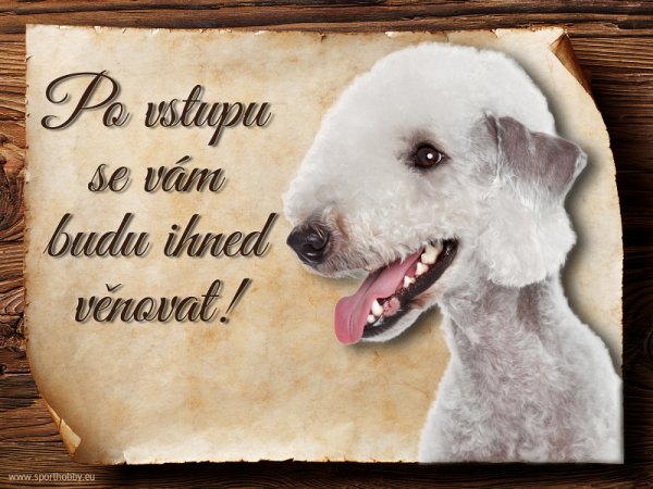 Cedulka Bedlington teriér - Po vstupu ...