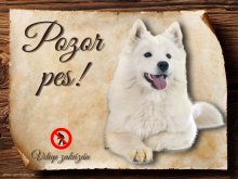 Cedulka Samojed - Pozor pes zákaz