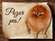 Cedulka Pomeranian - Pozor pes